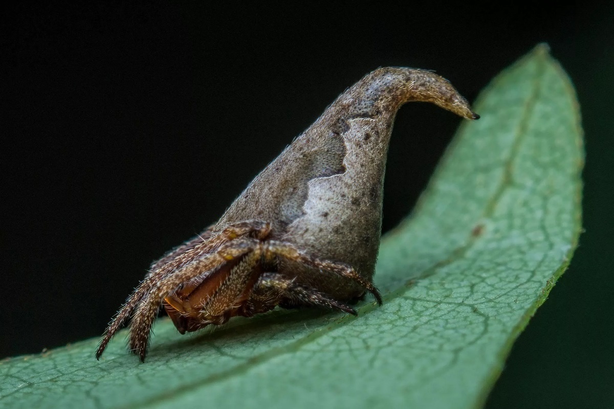 De spin vermomt zich als een dood blad