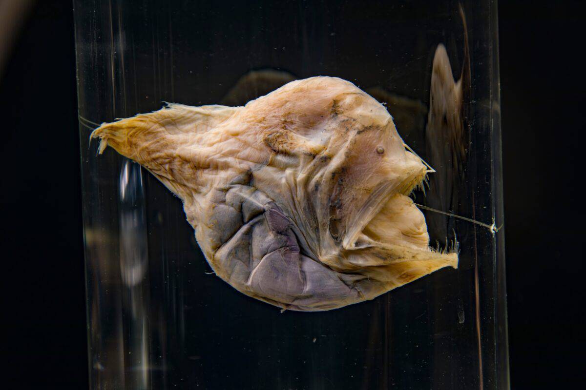 gedetailleerde kaart gemaakt van het leven op 4000 meter diepte