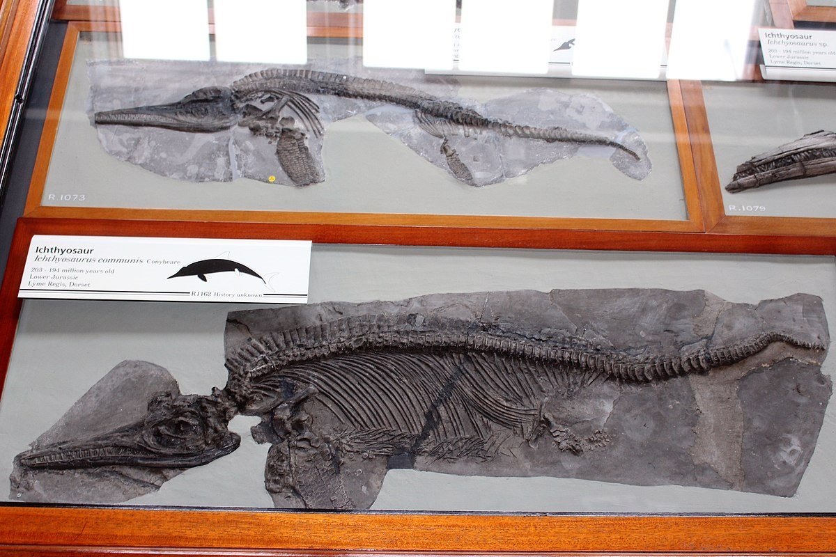 skelet mysterieuze roofdier