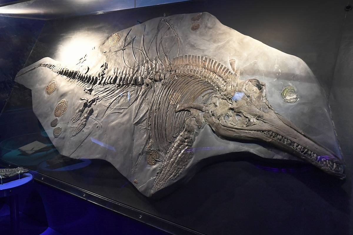 fossiel mysterieuze roofdier