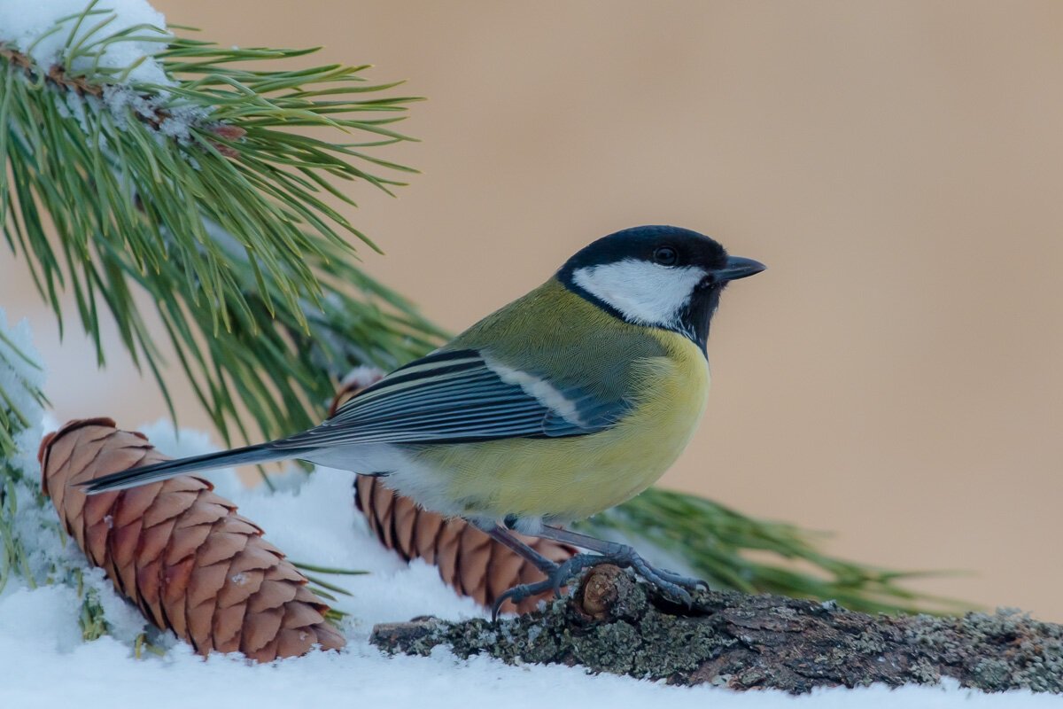 vogel in de winter op een boom