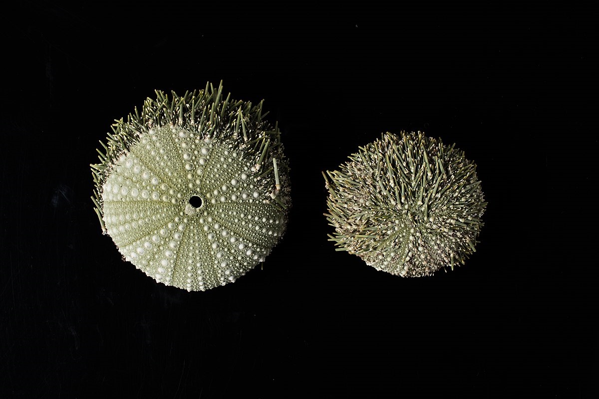 onderzoekers hebben nieuwe levende organismen op de bodem van de oceaan gevonden