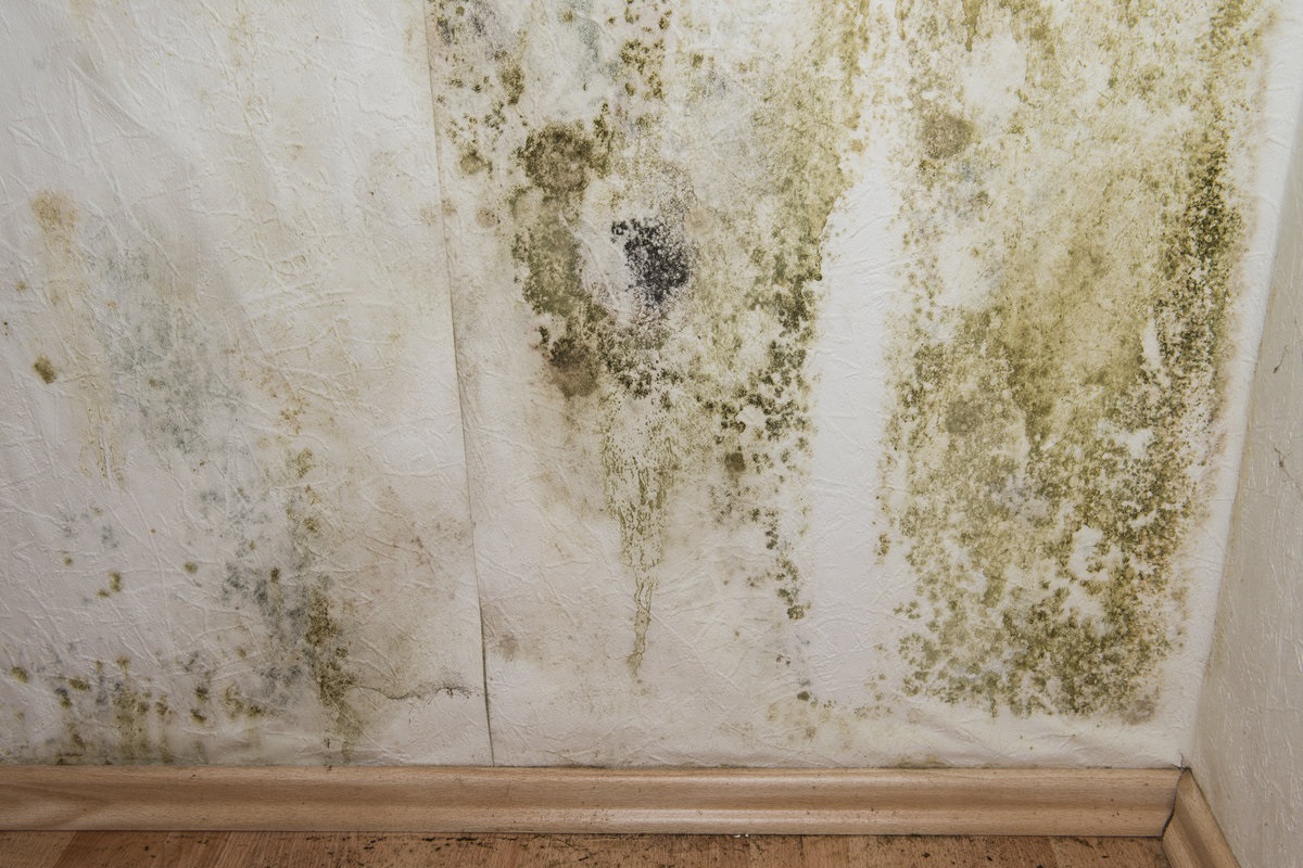 schimmel op de muren