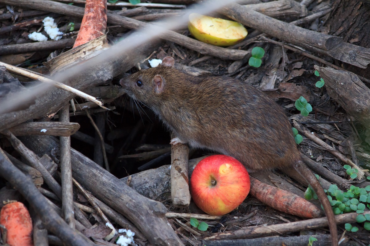 rat op een composthoop