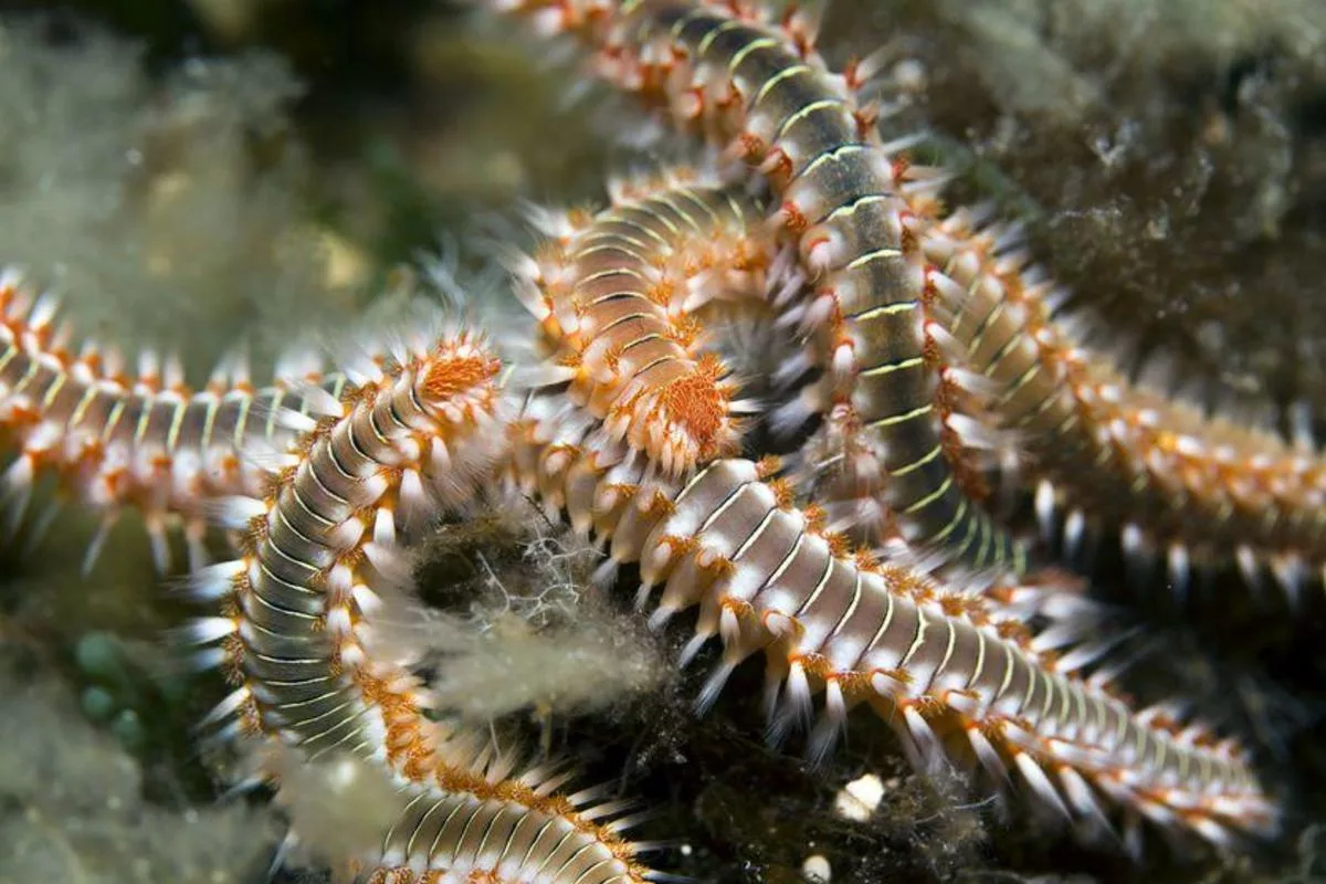 verschillende soorten, voornamelijk polychaete wormen