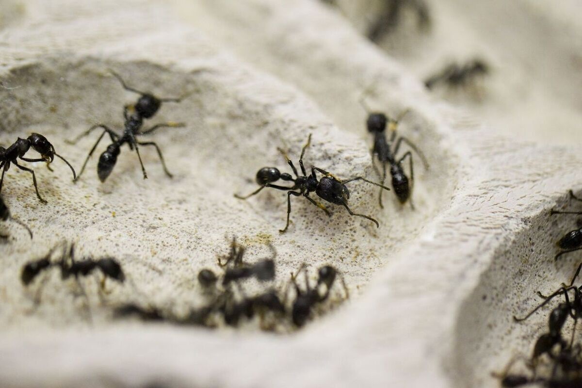 Mieren passen zich aan aan de stedelijke omgeving