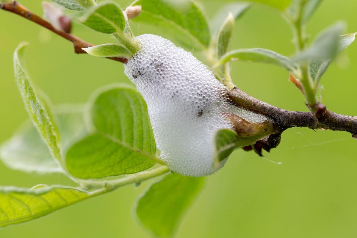 witte schuim op de plant