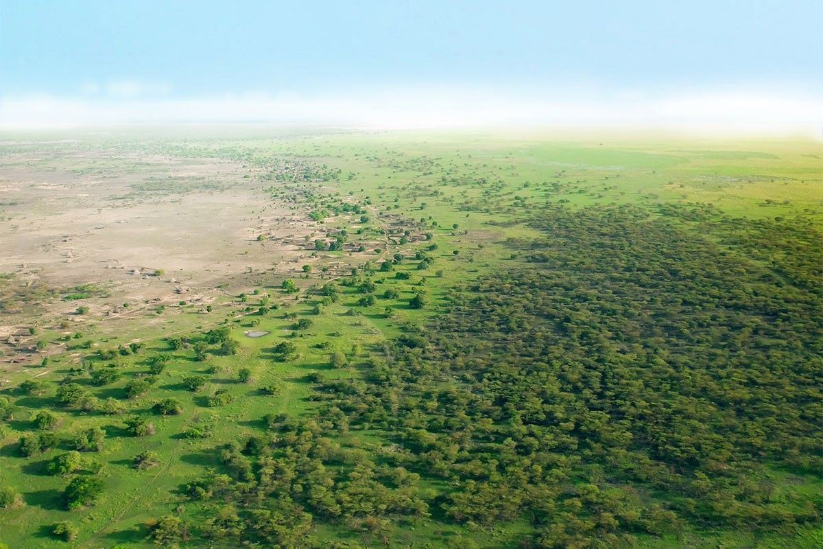 het bos breidt zich uit over de woestijn