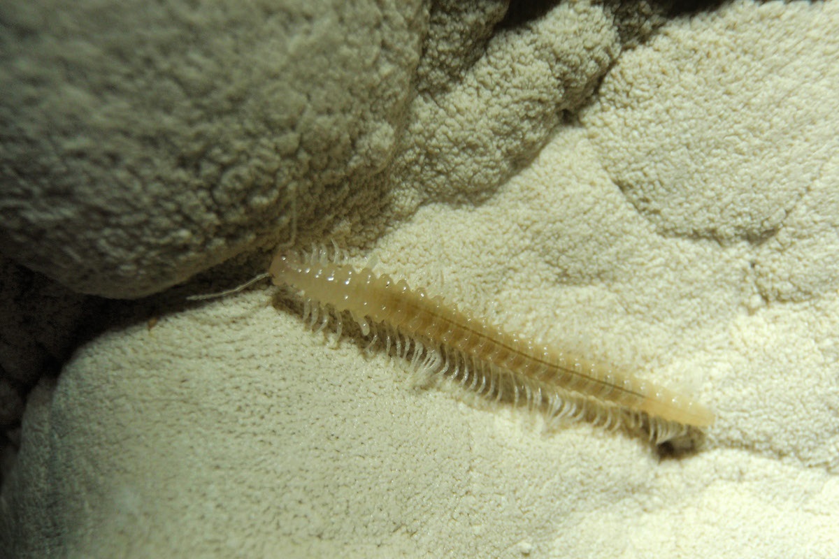 onderzoek naar nieuwe micro-organismen op de bodem van de oceaan