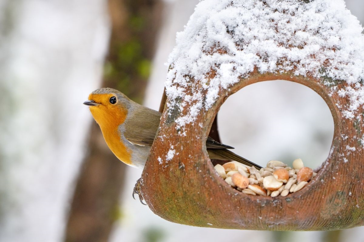 vogel in de winter in de voederbak