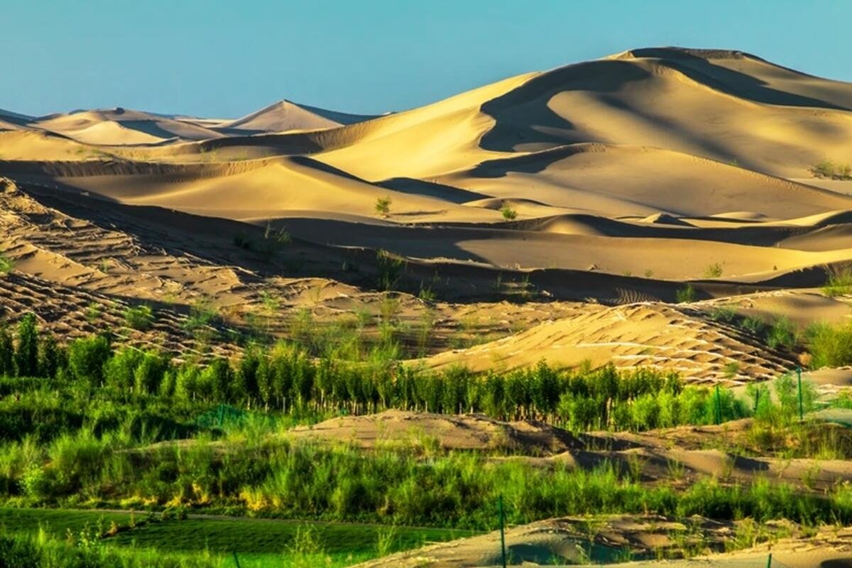 China plant bos in de woestijn